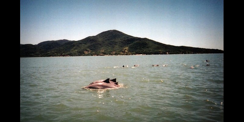 photo from Brazil
