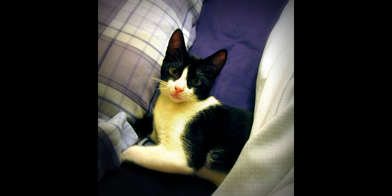 photo of a very cute cat