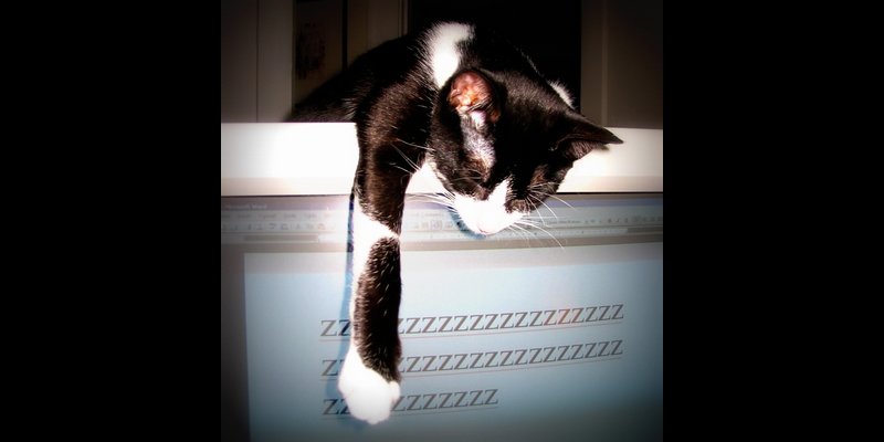 photo of a very cute cat